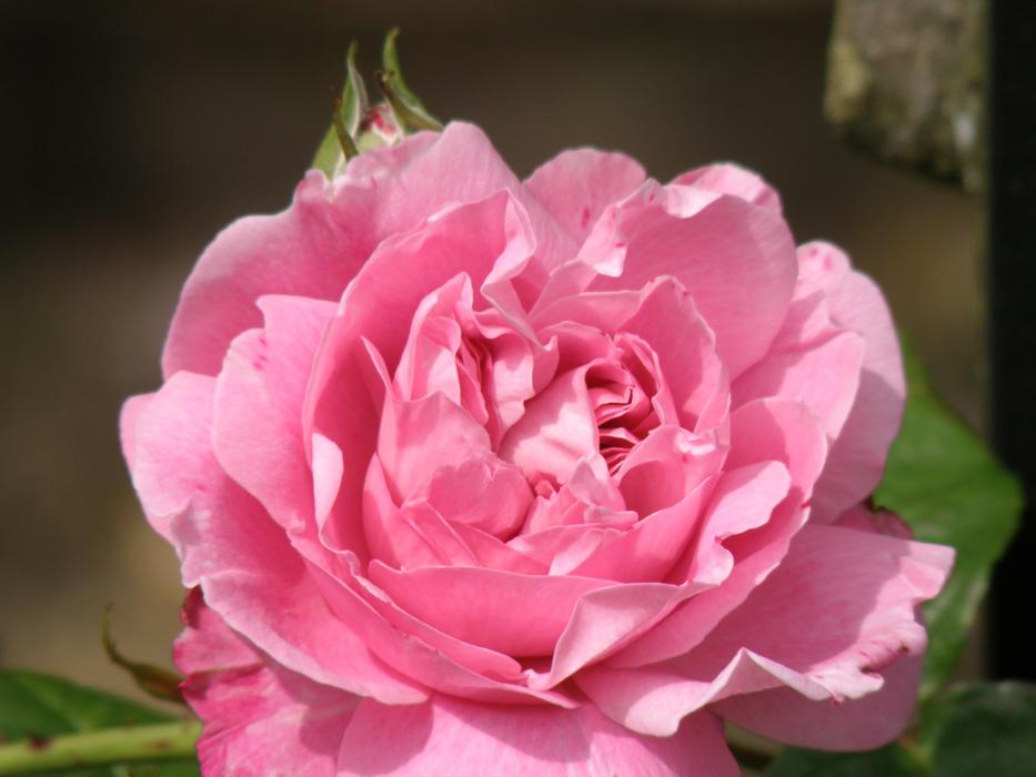 Flower Rose Flora