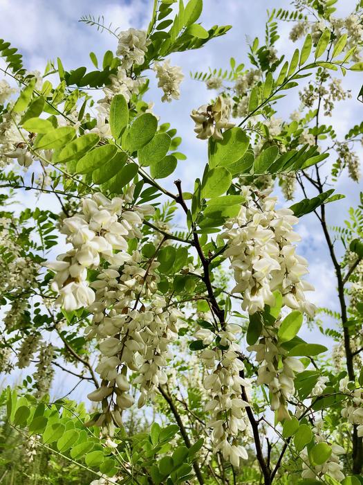 Robinia Bloom Flourished Black