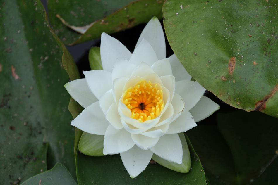 Plant Flower Tropical