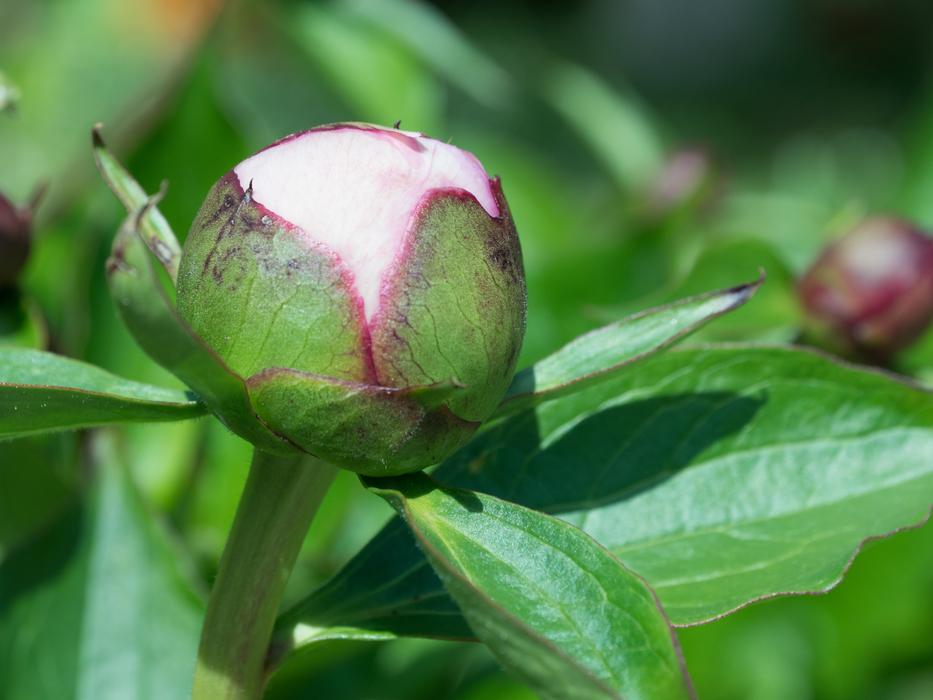 Button Petals Green
