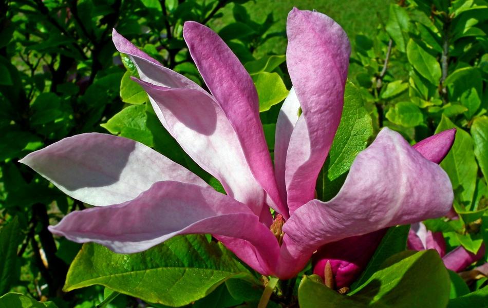 Nature Plant Flower