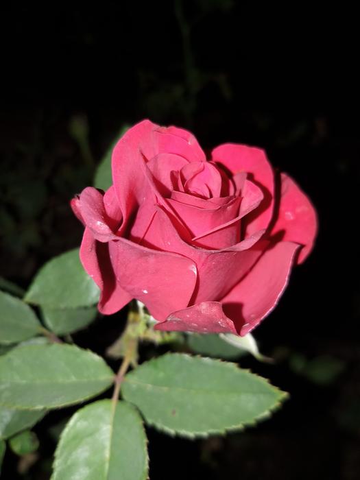 Flower Rose Flora