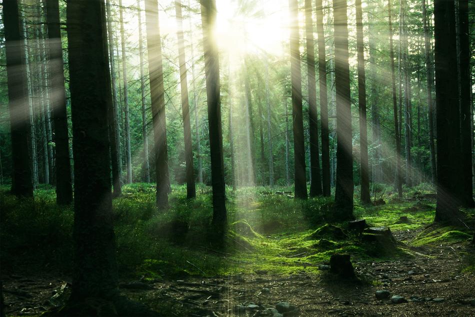 Forest Sunlight