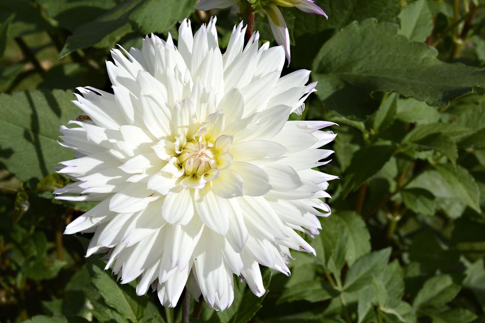 Dahlia Flower Blossom