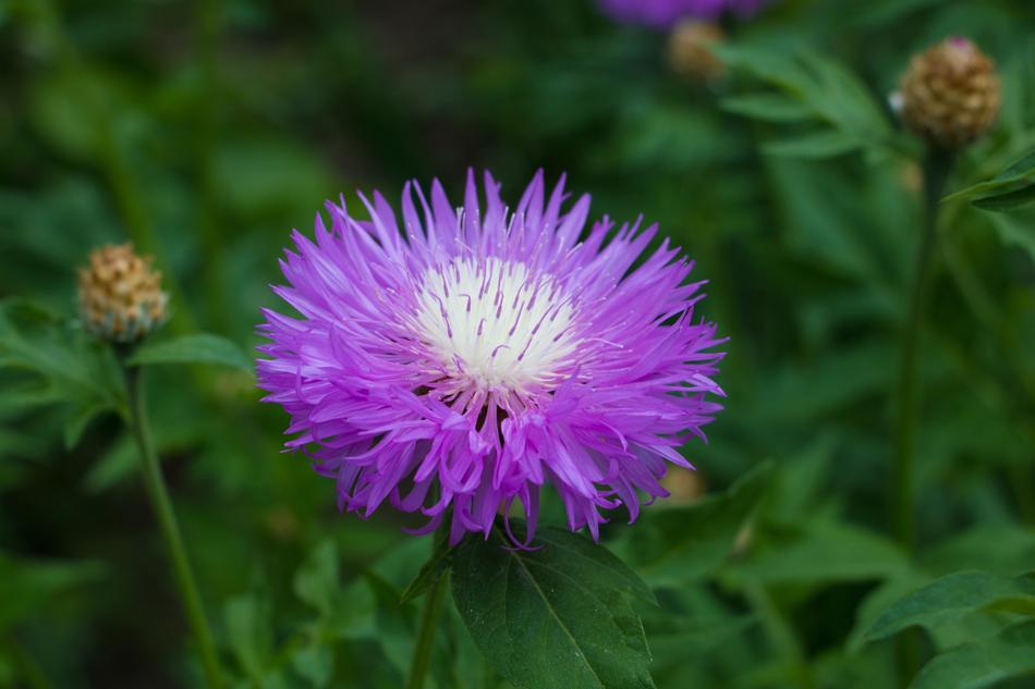 Nature Flower Plant