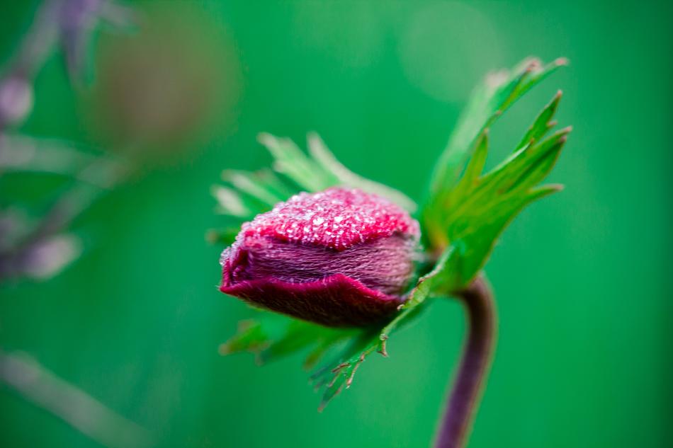 Nature Leaf Flora
