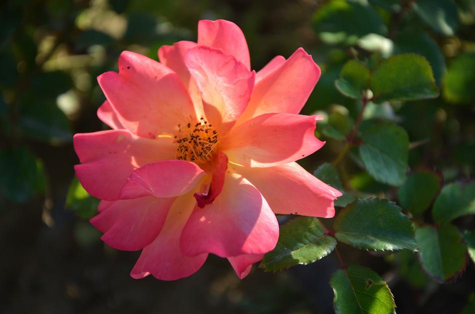 Rose Flower Blossom