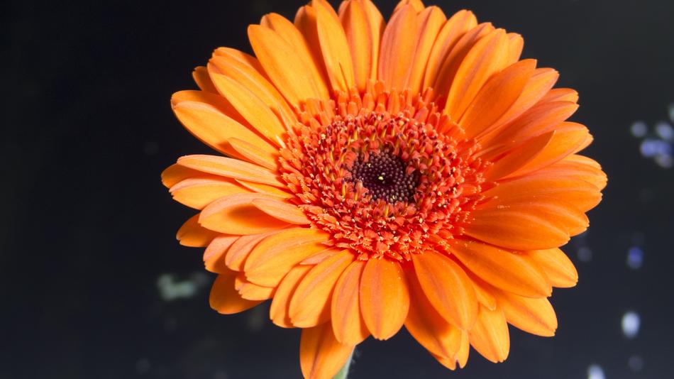 Flower Nature Plant