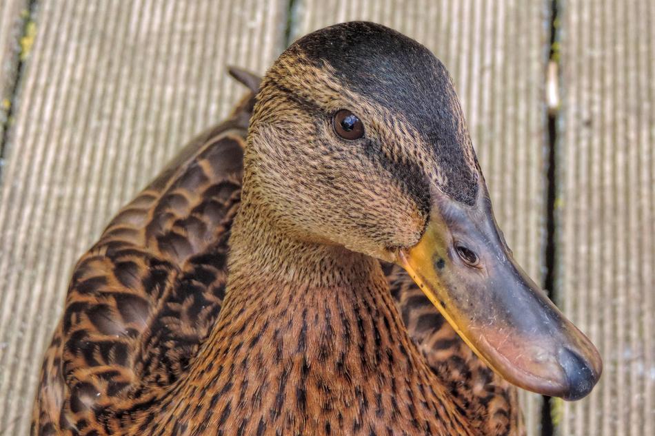 Duck Mallard Nature