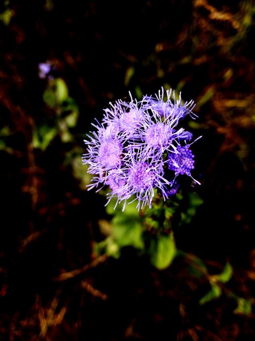 Nature Blue Flower
