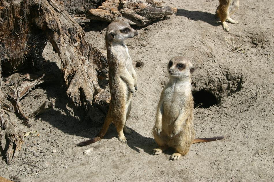Nature Animal World