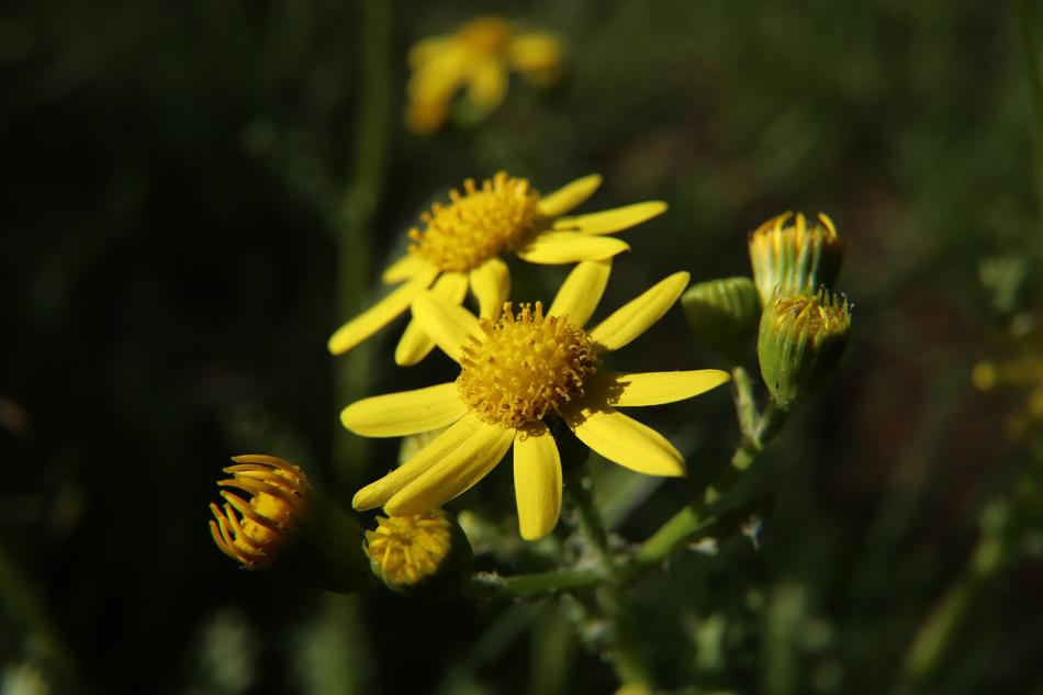 Yellow Flowers