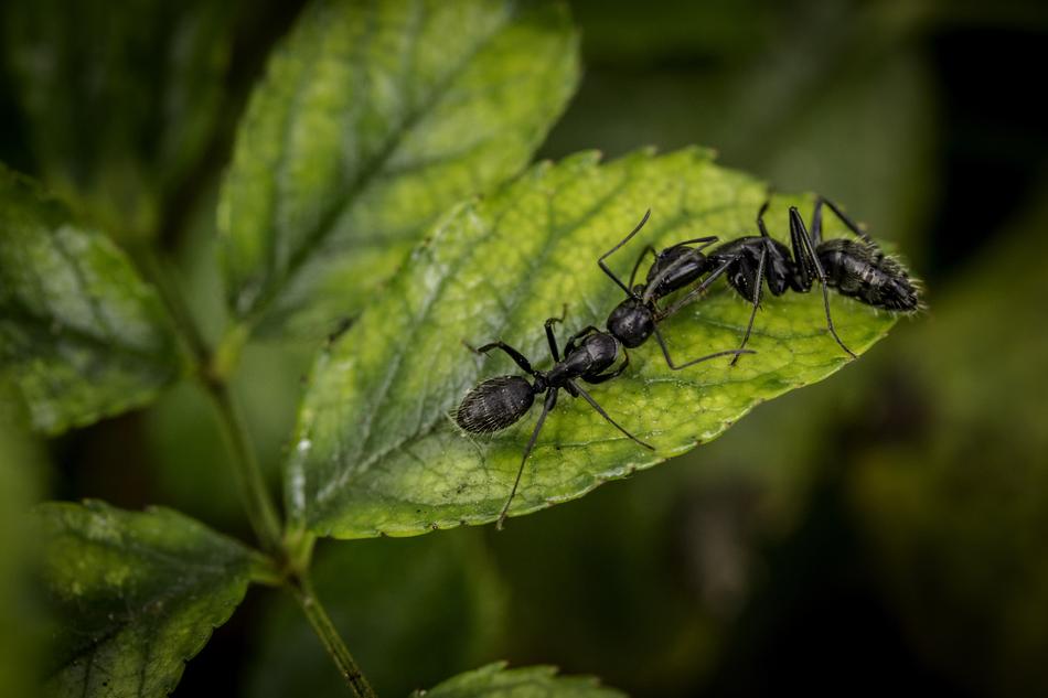 Ants Ant Nature