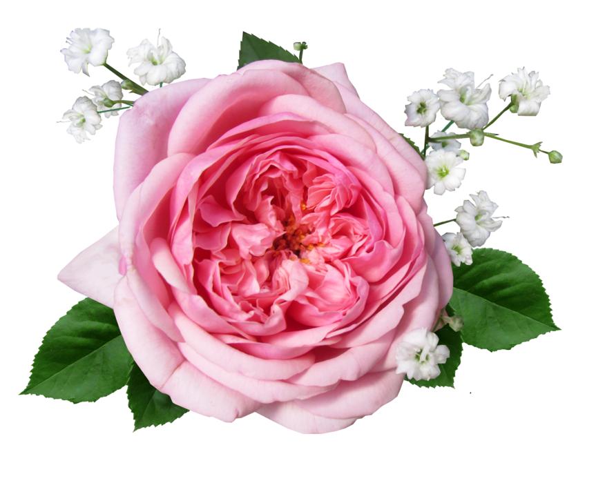Flower Rose Pink Cut