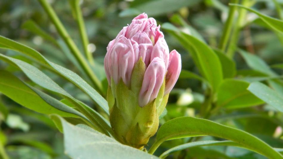 Rhododendron Flower Blooming