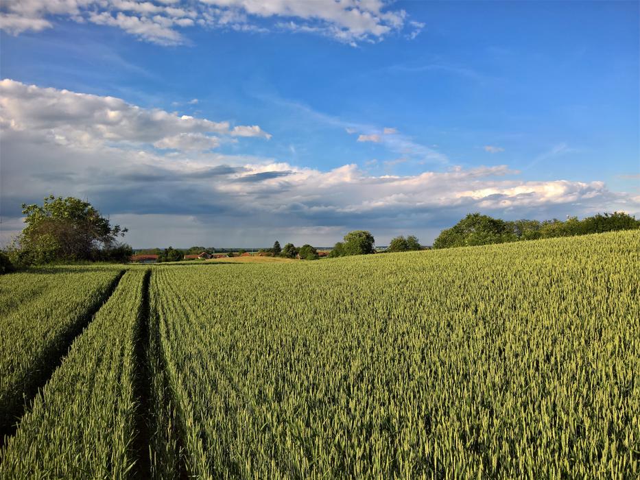 Nature Landscape Wheat