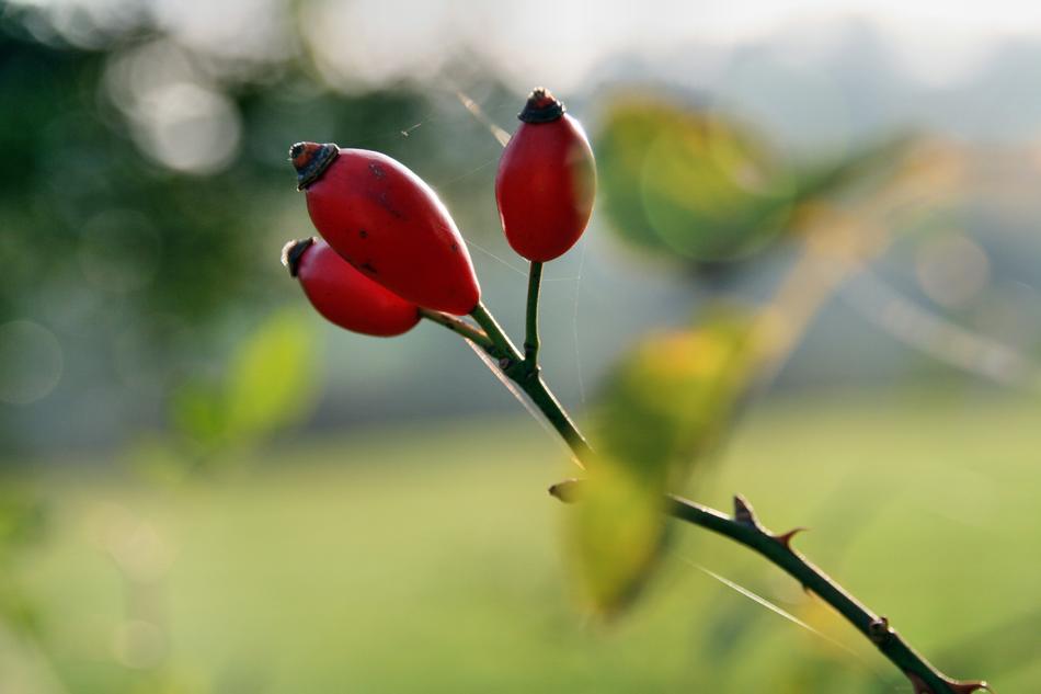 Nature Summer Plant