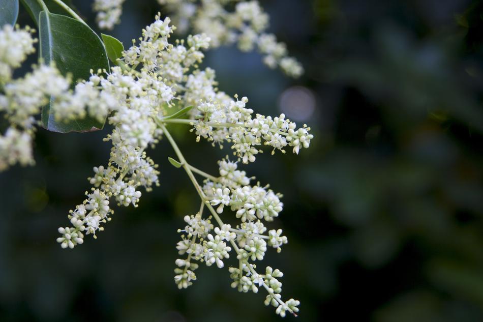 Flower Nature Beauty