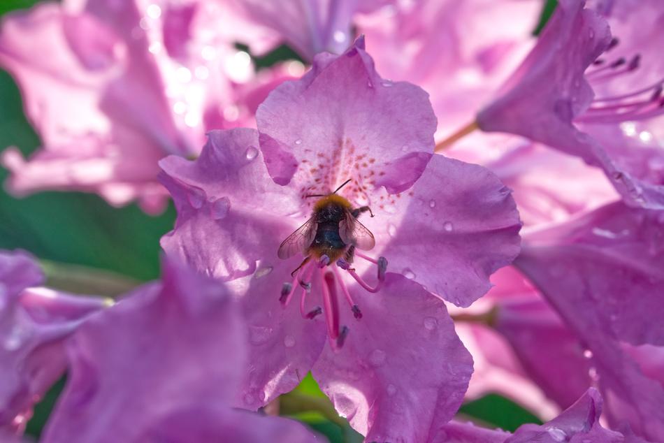 Hummel Flower Nature