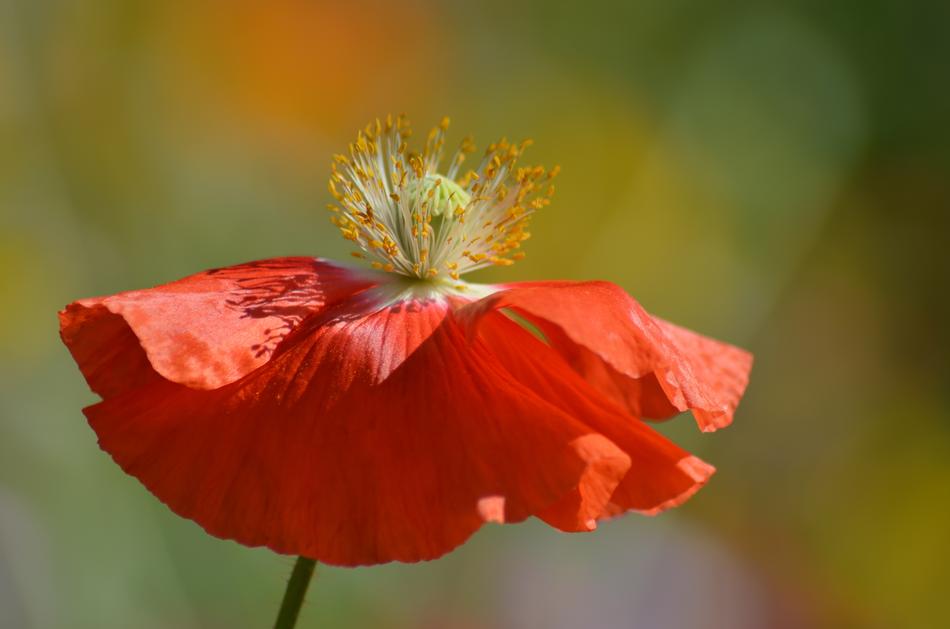 Nature Flower Plant