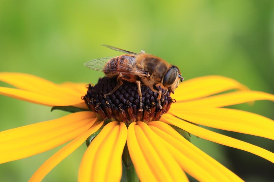 Bees Flower Yellow