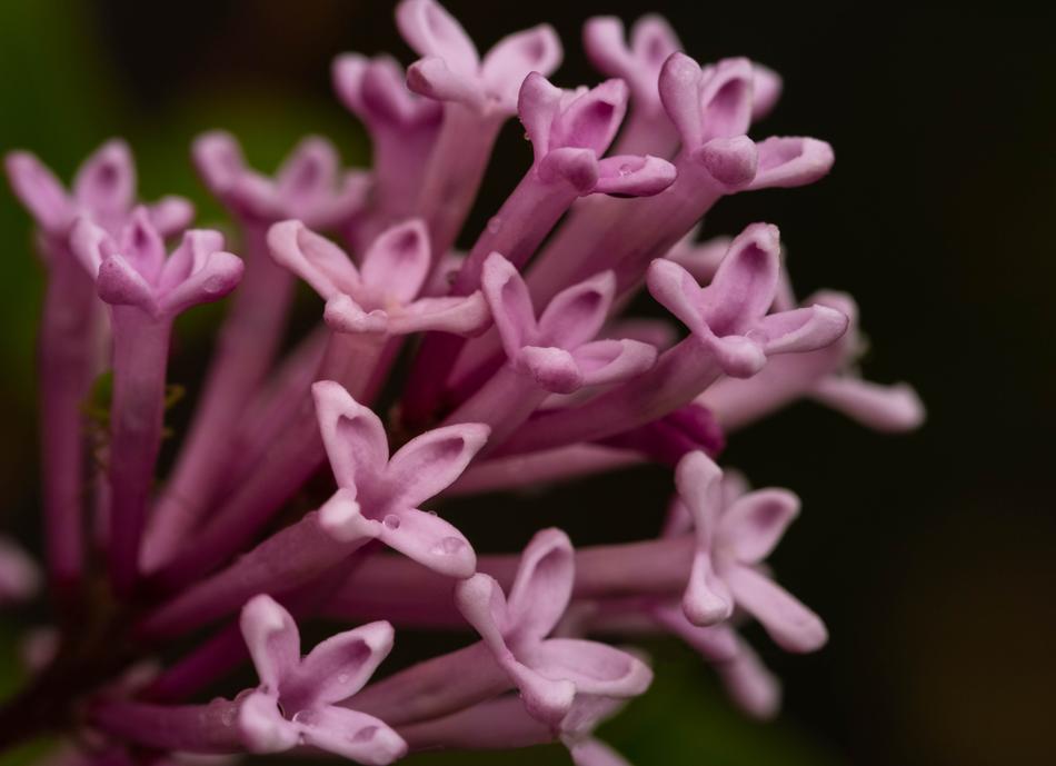 Without Lilac Plant