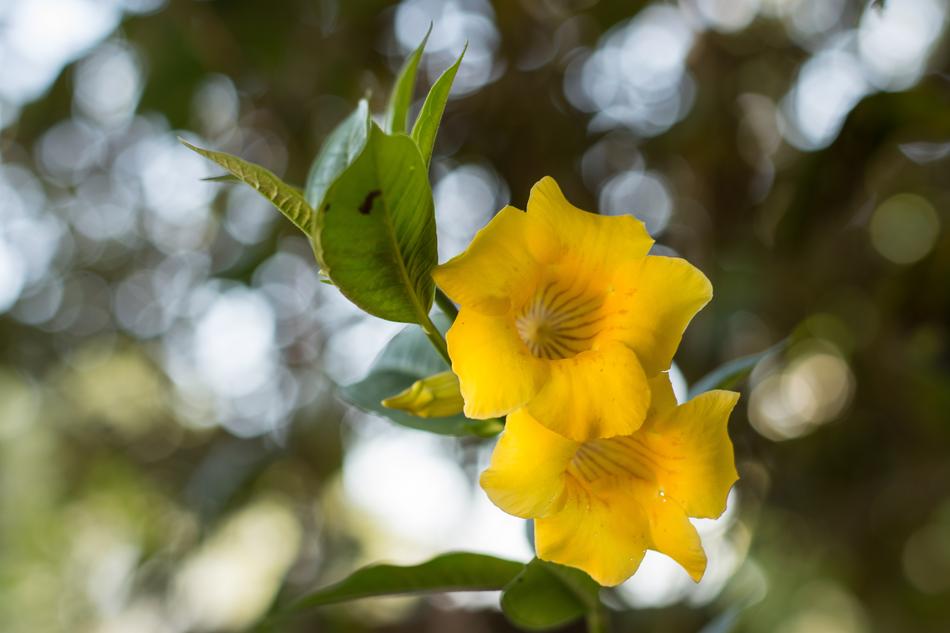 Flower Yellow