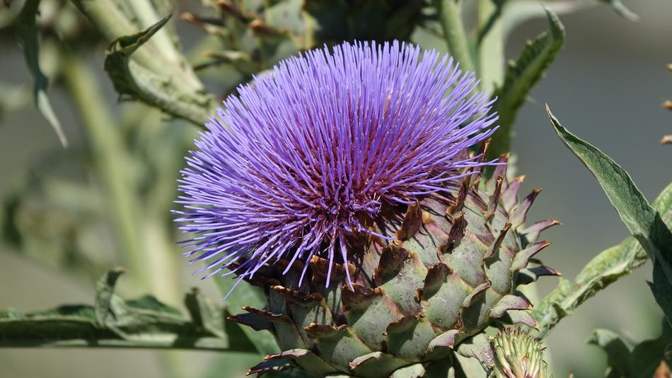 Plant Nature Flower