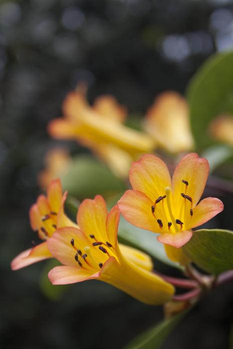 Nature Flowers