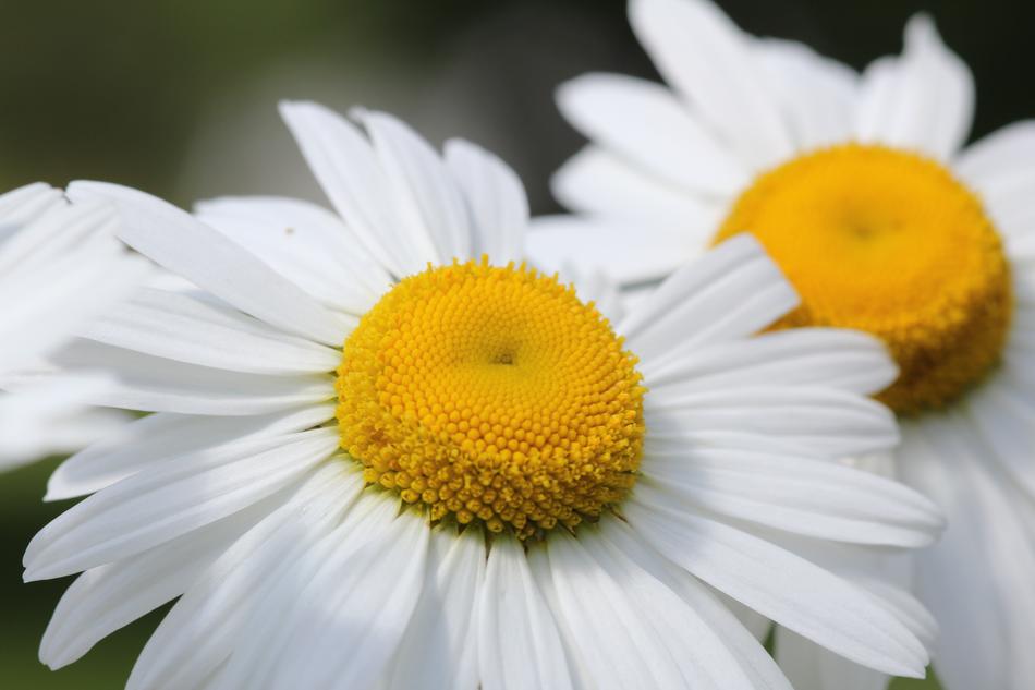 Daisy Wildflower Summer