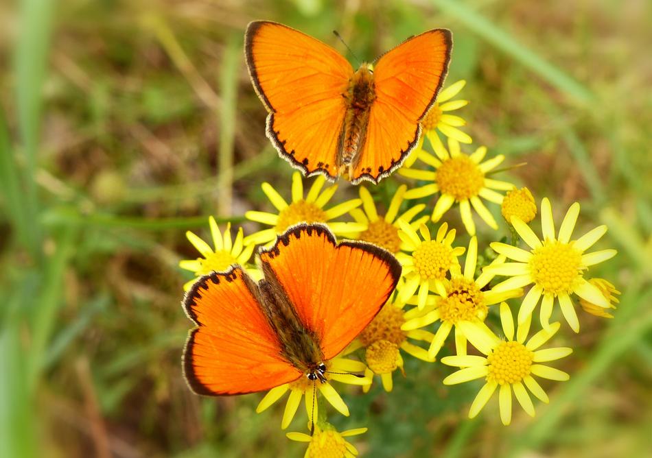 a couple of butterflies on yellow flowers in the grass