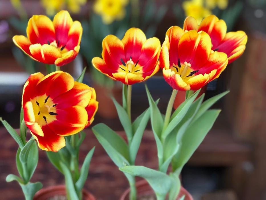 Flower Nature Tulip