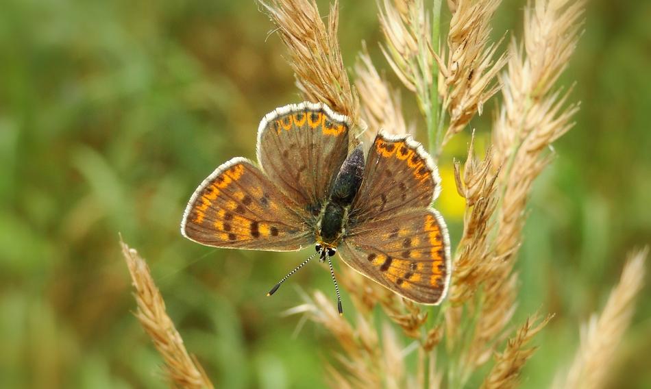 Butterfly Day Nature Insect