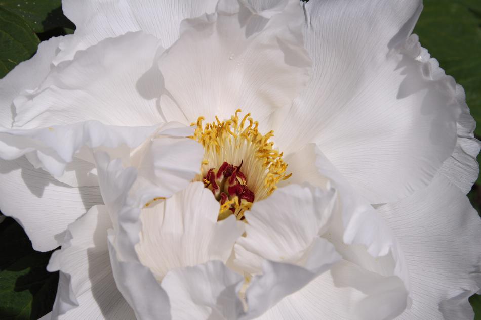 Peony Pure White Flowers Garden