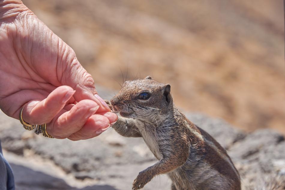 Chipmunk Feed Eat