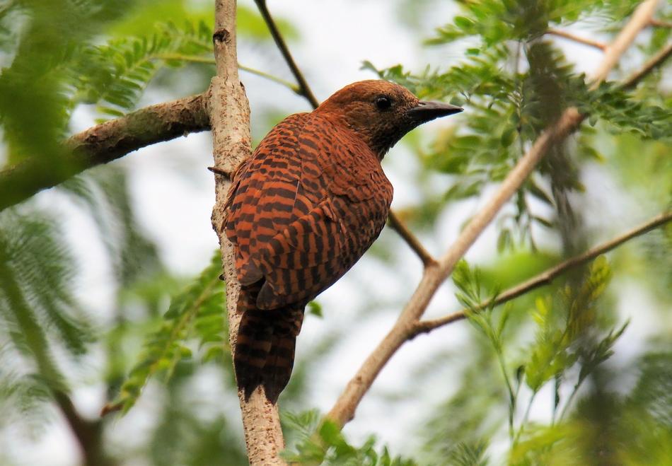 Nature Wildlife Bird