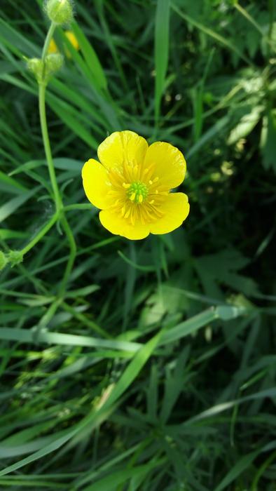 Flower Of The Field Yellow
