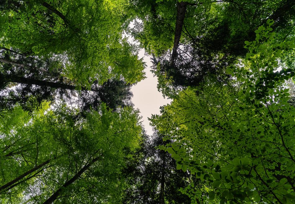 Forest Nature Landscape