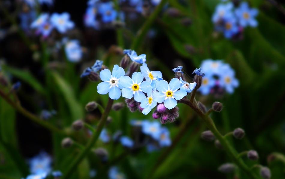 Flowers Nots Blue The