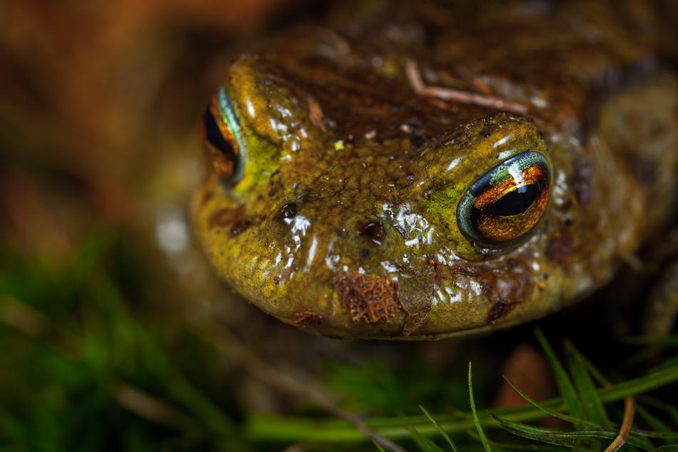 Frog Nature Amphibian