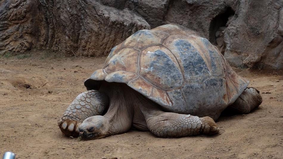 Turtle Reptile