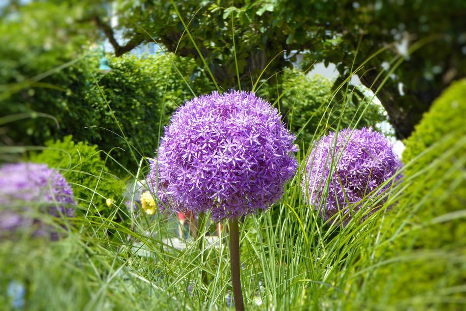 Nature Grass Plant
