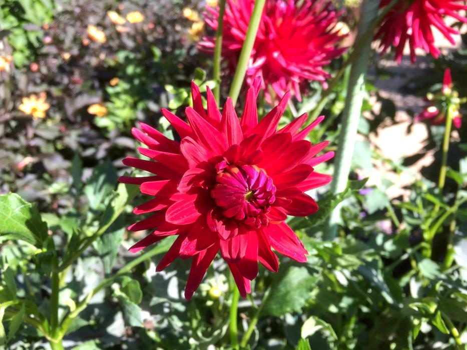 Flower Flora Garden
