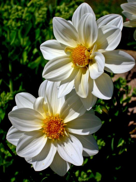Nature Flower Plant