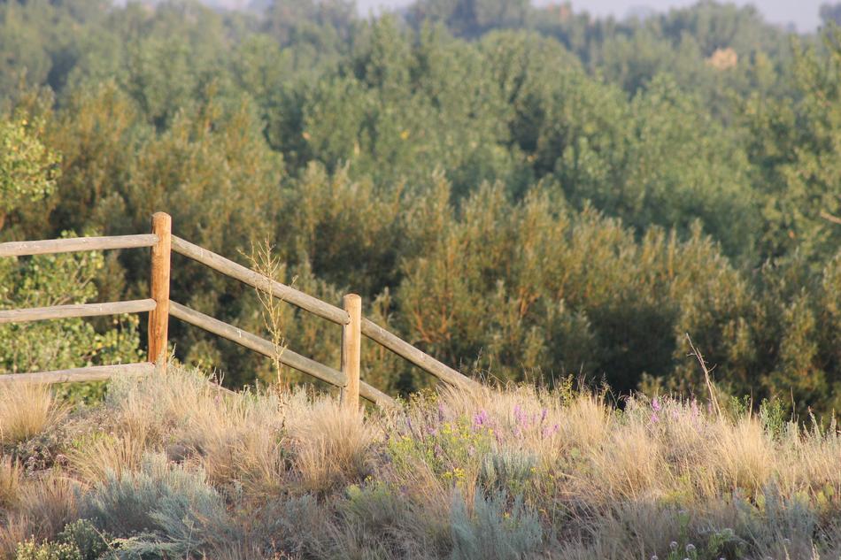 Fence Trees Landscape