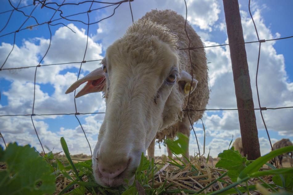 Nature Sky Farm