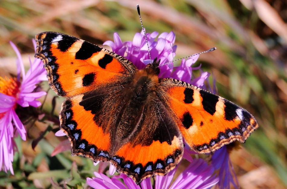 Nature Insect Butterfly Day