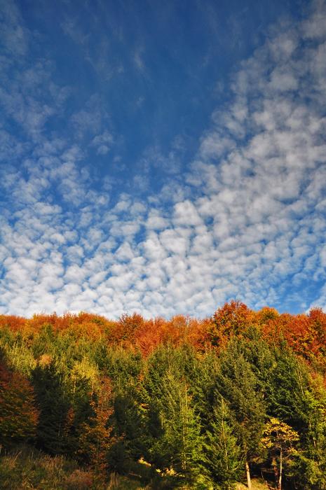 Autumn Colours Golden