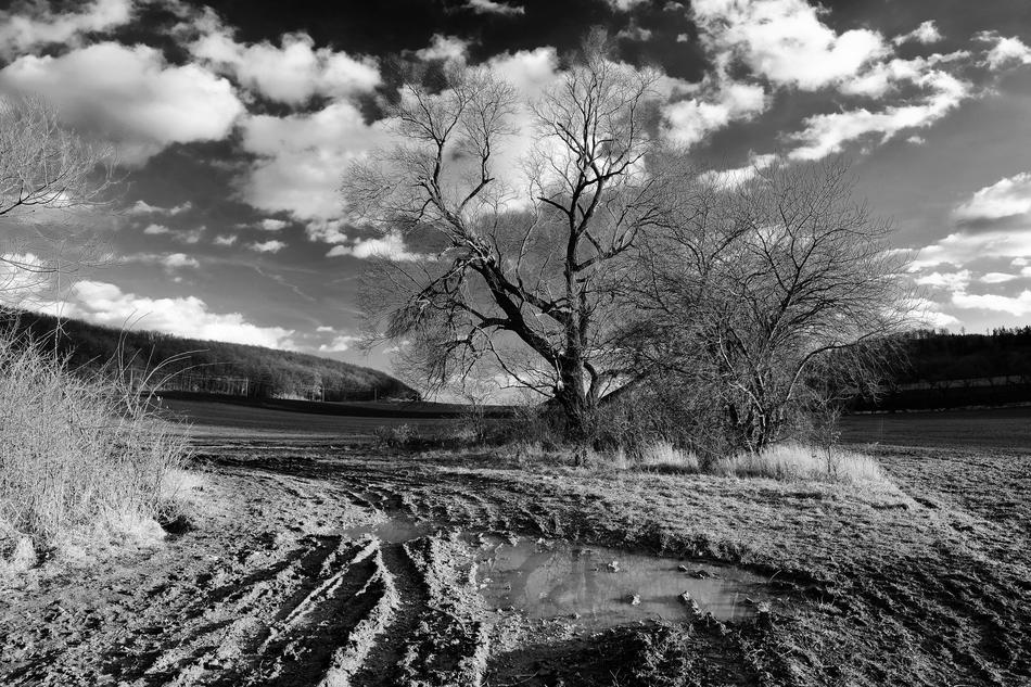 landscape field field tree beautiful