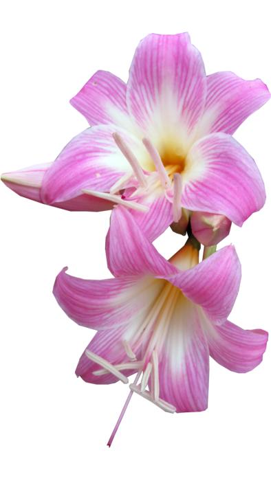Belladonna Lily Cut Out